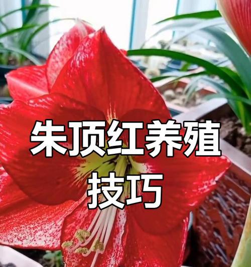 朱顶红开花期需要补充哪些肥料？