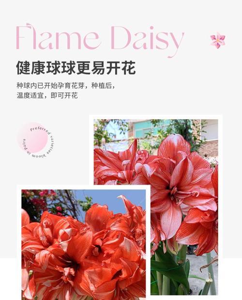 朱顶红开花期需要补充哪些肥料？