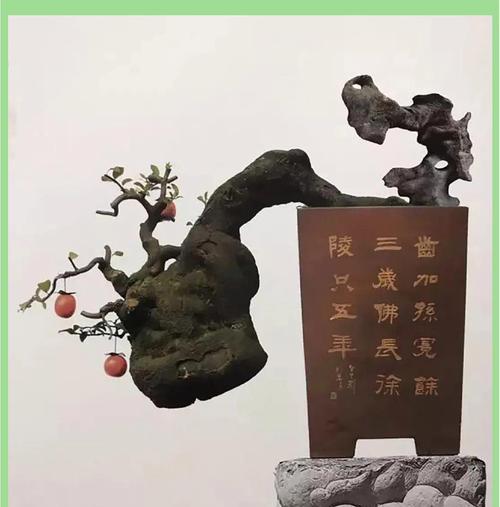 盆景树上生根的方法有哪些？