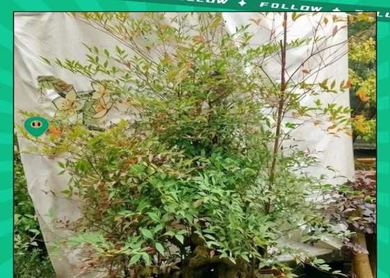 盆景树上生根的方法有哪些？