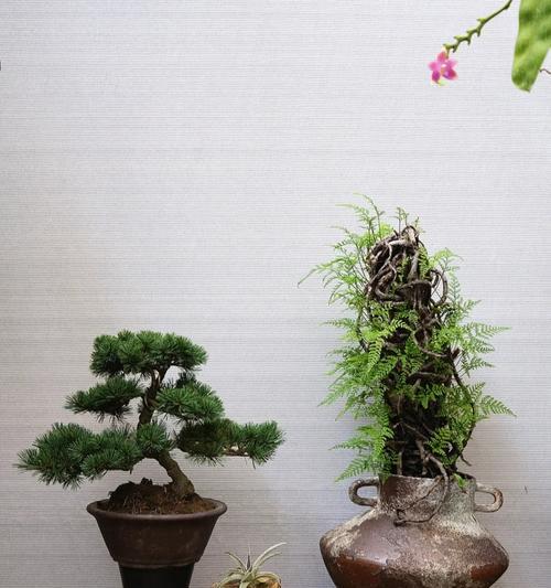 狼尾蕨栽培技术要点是什么？如何确保其健康成长？