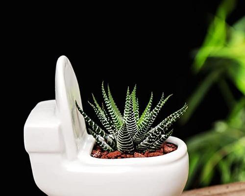 家庭花盆播种推荐植物有哪些？