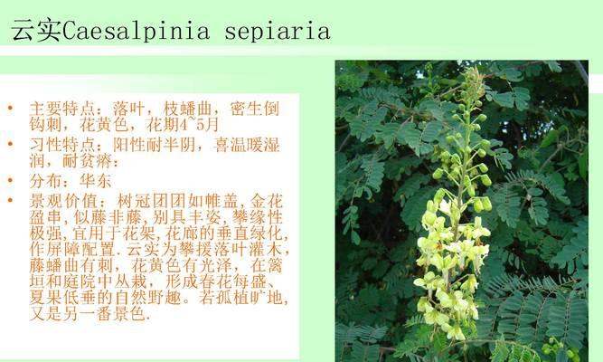 木本植物死了怎么救？急救措施和预防方法有哪些？