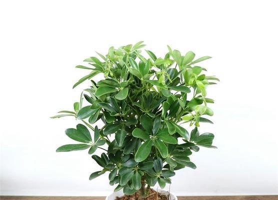 木本植物死了怎么救？急救措施和预防方法有哪些？