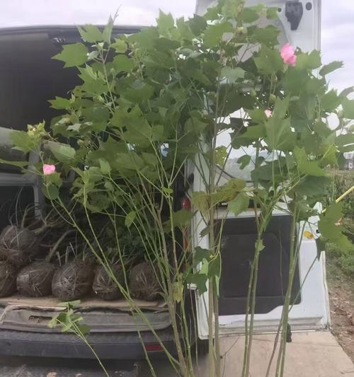 木本植物死了怎么救？急救措施和预防方法有哪些？