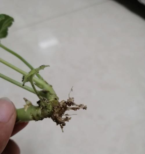 天竺葵根部受损后如何处理和恢复？