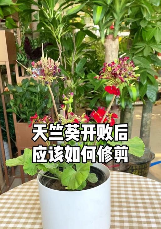 天竺葵根部受损后如何处理和恢复？