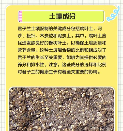 君子兰砖土壤种植方法是什么？