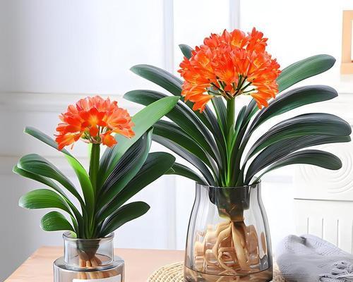 君子兰砖土壤种植方法是什么？