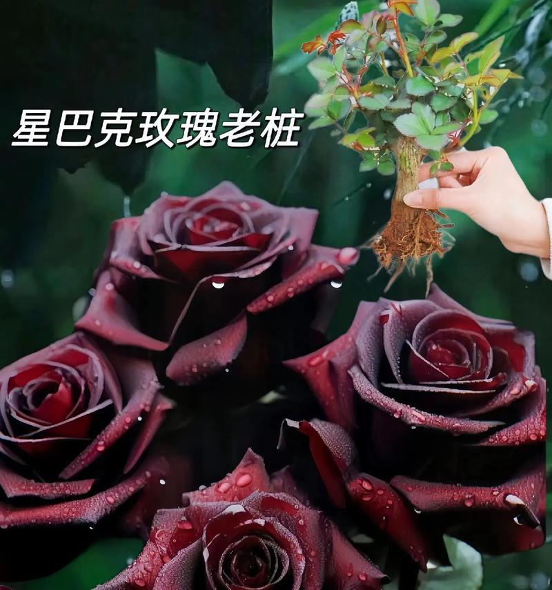 玫瑰花的眼泪代表什么？玫瑰花泪的花语含义是什么？