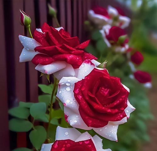 玫瑰花的眼泪代表什么？玫瑰花泪的花语含义是什么？