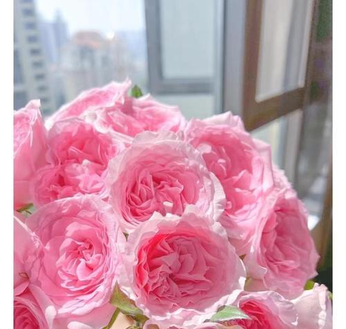 玫瑰花的眼泪代表什么？玫瑰花泪的花语含义是什么？