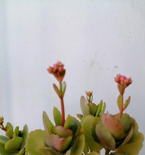 清爽花语包括哪些？哪些花代表了清爽？