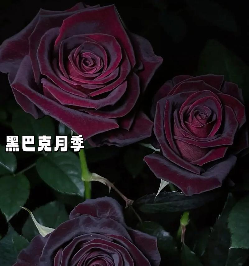 88朵玫瑰代表什么？它的花语有何特殊含义？