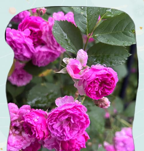 红宝花的寓意是什么：红宝花代表什么及其象征意义