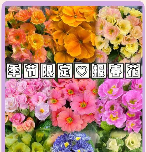 在不同场合中花的寓意有何不同？