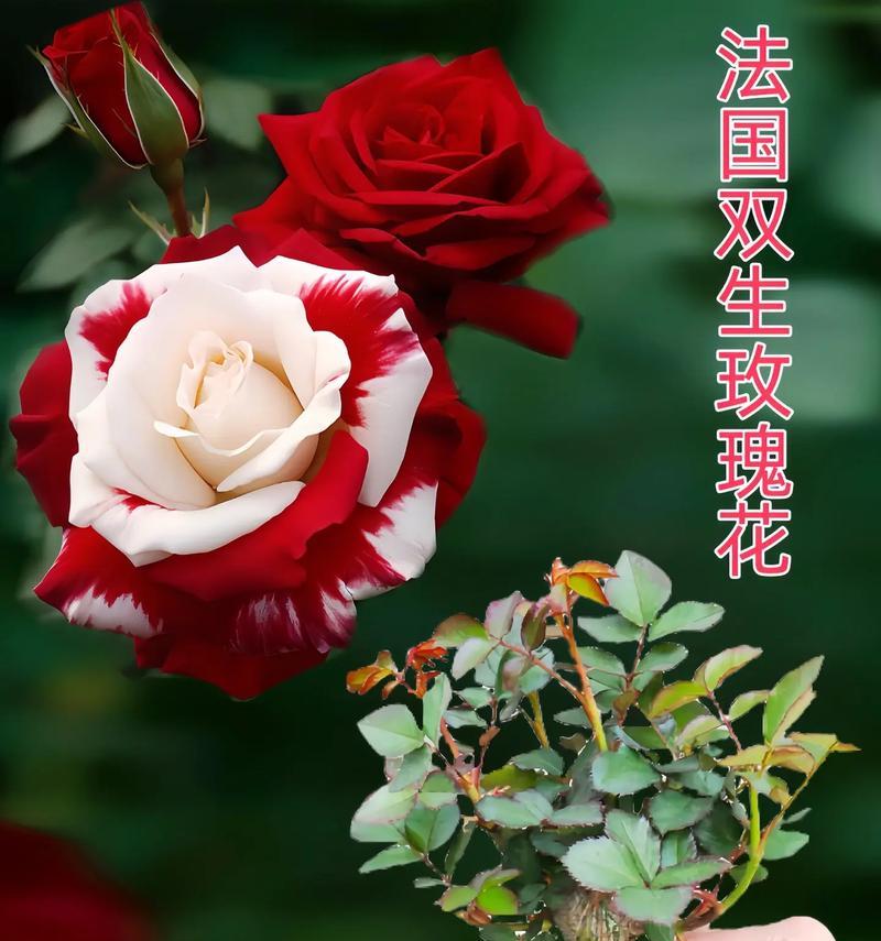 在不同场合中花的寓意有何不同？