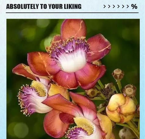 菩提花开的寓意是什么？菩提花象征着什么？