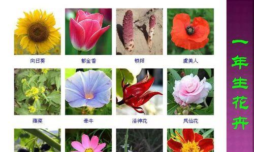 天命花猪代表什么？其背后的文化含义是什么？