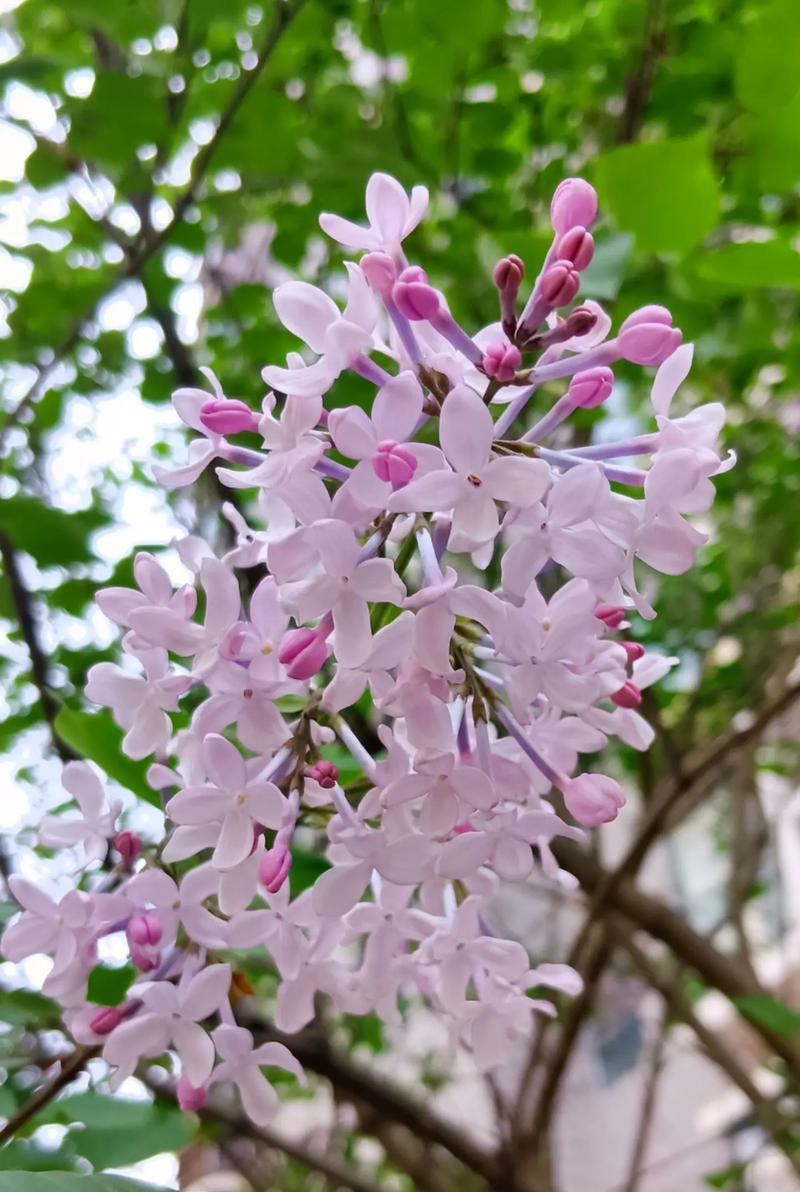 丁香花语代表什么含义？丁香花象征意义有哪些？