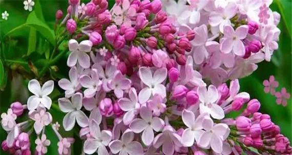 丁香花语代表什么含义？丁香花象征意义有哪些？