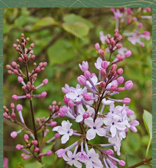 丁香花语代表什么含义？丁香花象征意义有哪些？