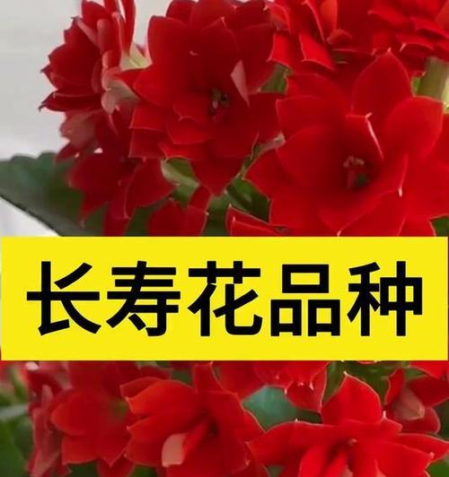 代表长寿的花卉种类有哪些？