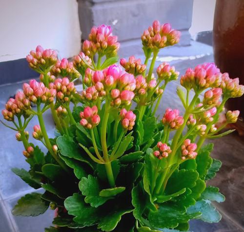 代表长寿的花卉种类有哪些？