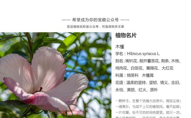 椒花颂贺词的特殊含义是什么？