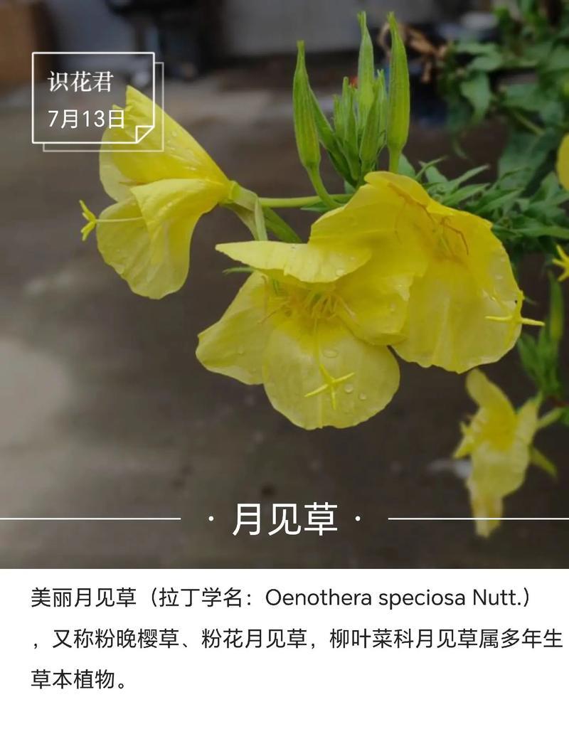 椒花颂贺词的特殊含义是什么？