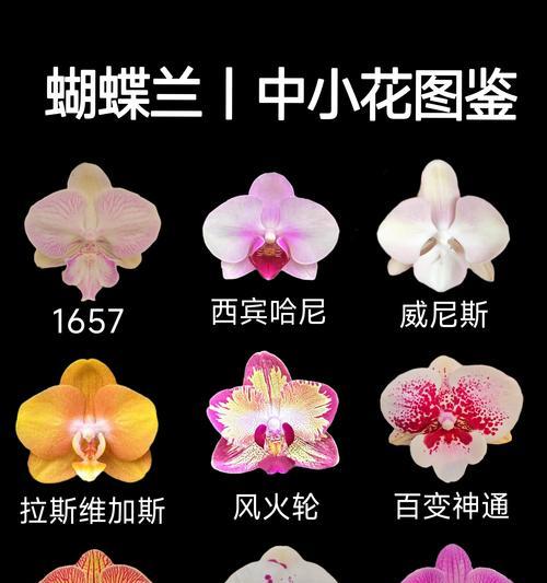 旋转门中花的寓意是什么？