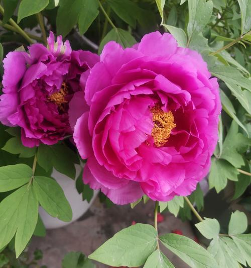 每朵花各自代表什么？
