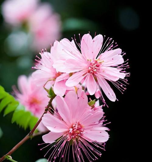 每朵花各自代表什么？