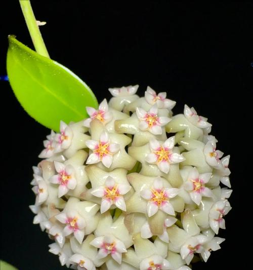 落雪竹是什么含义的花？了解落雪竹在植物界的地位和象征意义