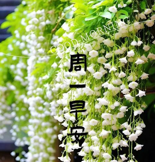 茉莉花的仙气：茉莉花的仙气象征有哪些？