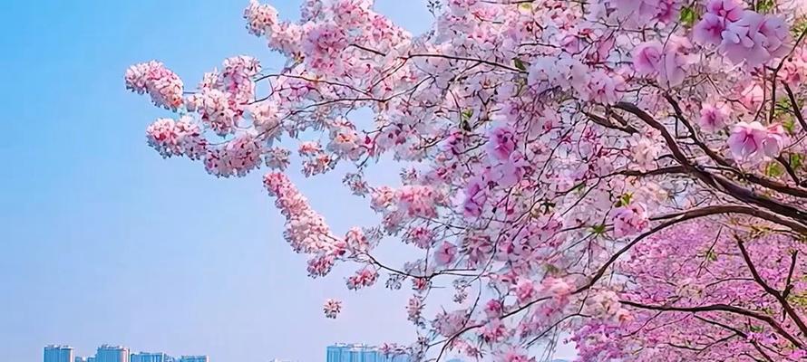 遇到良人时，哪些花象征着这一美好时刻？
