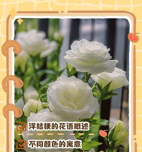 白色洋桔梗的花语是什么？它有哪些寓意？