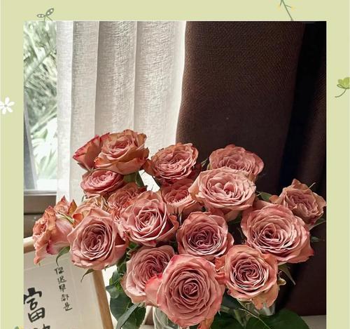 盘花玫瑰有何寓意？盘花玫瑰的象征意义是什么？