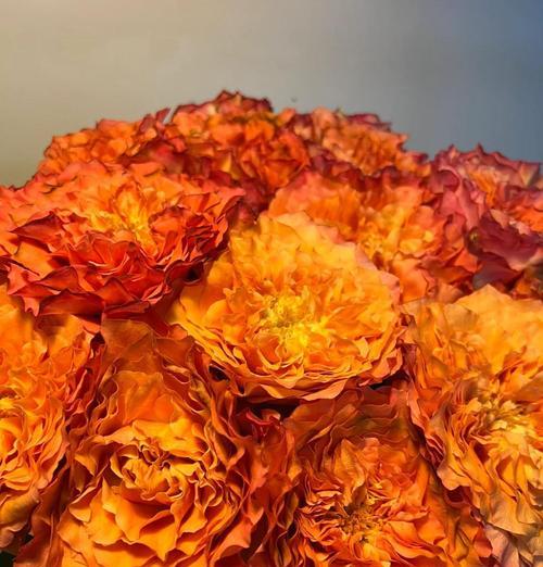 盘花玫瑰有何寓意？盘花玫瑰的象征意义是什么？