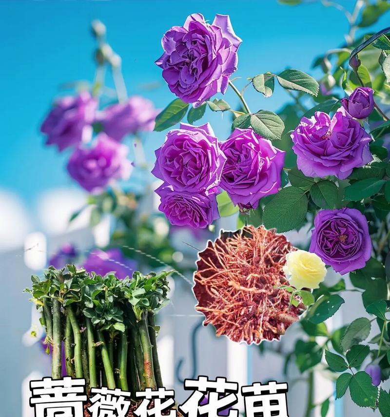 象征永不凋零的花有哪些？