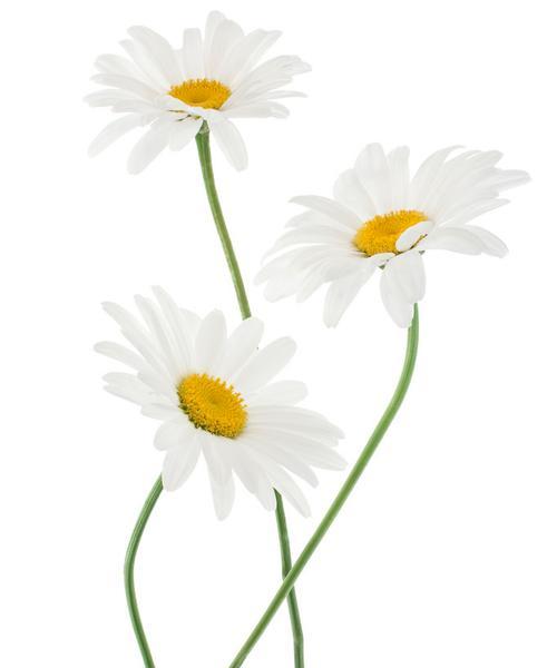 秋天的花雏菊含义是什么？雏菊在秋季代表什么？