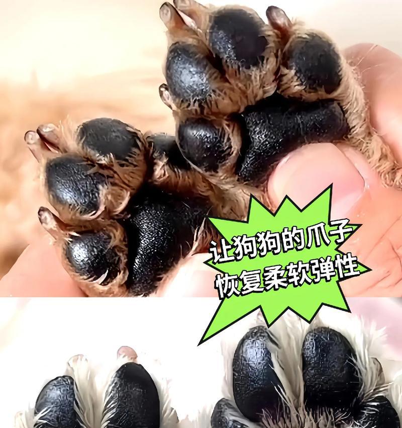 狗脚上花图案的特殊含义是什么？