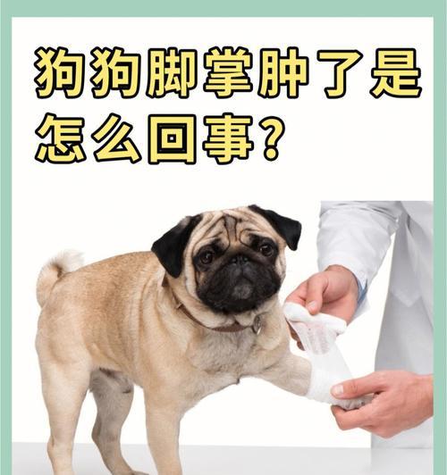 狗脚上花图案的特殊含义是什么？