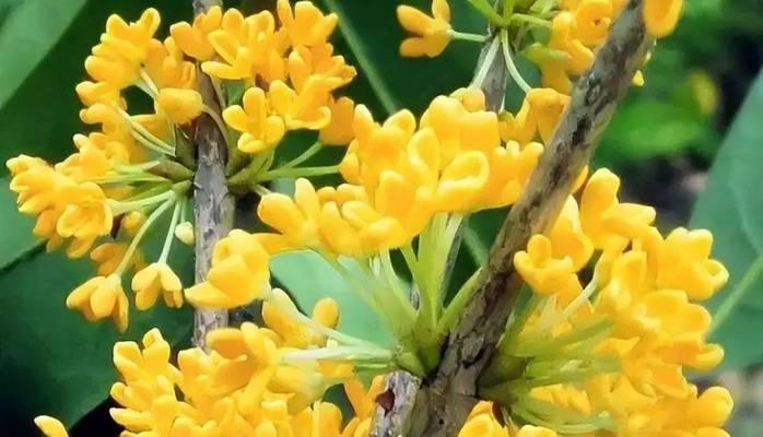 黄金树花的寓意是什么？探索黄金树花的文化内涵。