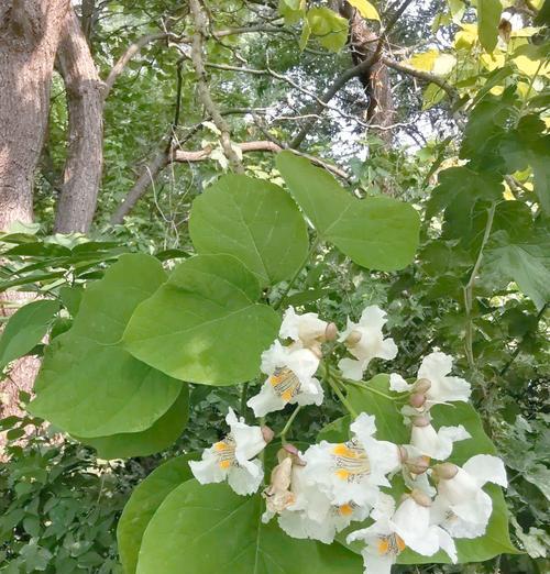 黄金树花的寓意是什么？探索黄金树花的文化内涵。