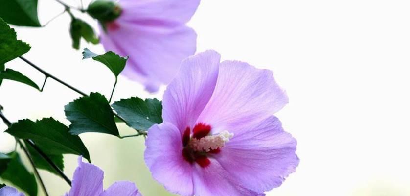 哪种花象征坚持不懈？花语代表了什么？