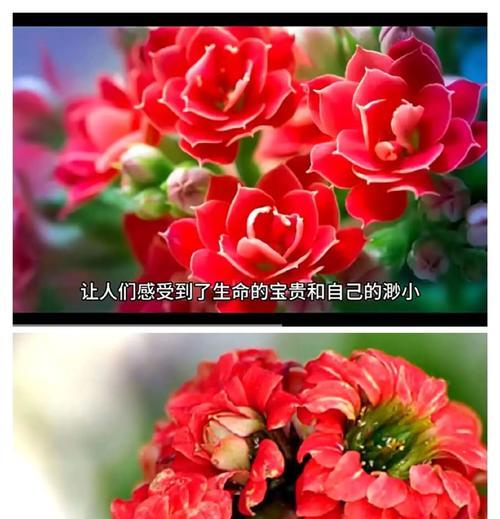 哪种花象征坚持不懈？花语代表了什么？