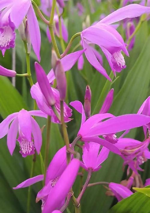 哪种花象征坚持不懈？花语代表了什么？