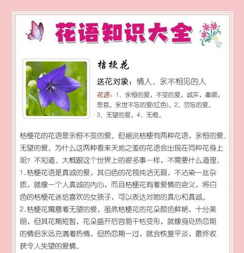 卡丁花的寓意和花语是什么？如何理解卡丁花的含义？