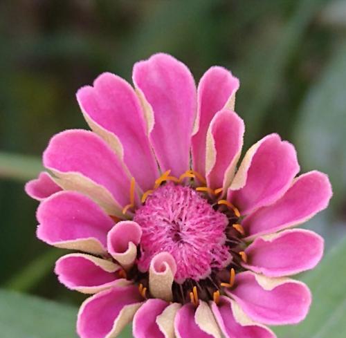 帮助他人的花有哪些？它们的花语是什么？